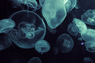 jellyfish, jellyfish