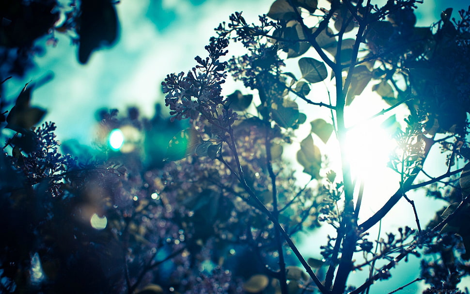 green leafed tree, nature, trees, Sun, sun rays HD wallpaper