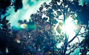 green leafed tree, nature, trees, Sun, sun rays