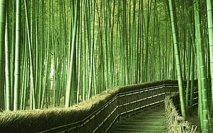 green bamboo plants, Japan