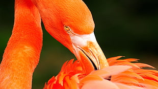 orange flamingo, flamingos, birds, animals