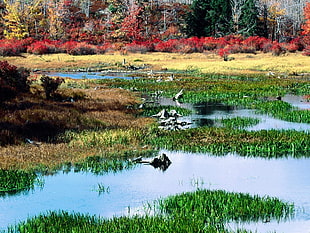 green grass leaves on body of water