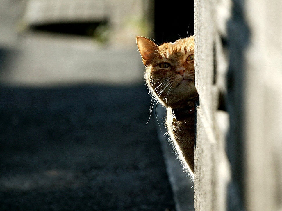 silver tabby cat behind the wall HD wallpaper
