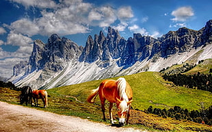 three horse on greenfield during daytime HD wallpaper