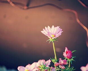 pink Daisy flower