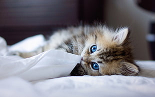 brown tabby kitten, cat, animals, blue eyes, Ben Torode HD wallpaper