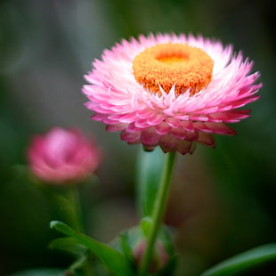 focus photography pink and white flower
