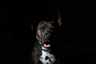 adult brown American pit bull terrier HD wallpaper