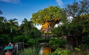 green leafed plant, Walt Disney World Resort, park, Disney HD wallpaper