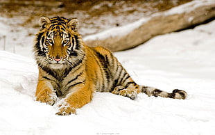 Tiger lying on snow field during daytime close-up photo