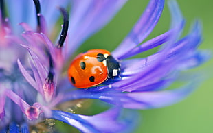 selective focus of ladybug on purple flower