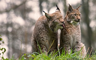 two Lynx, big cats, animals, nature, lynx