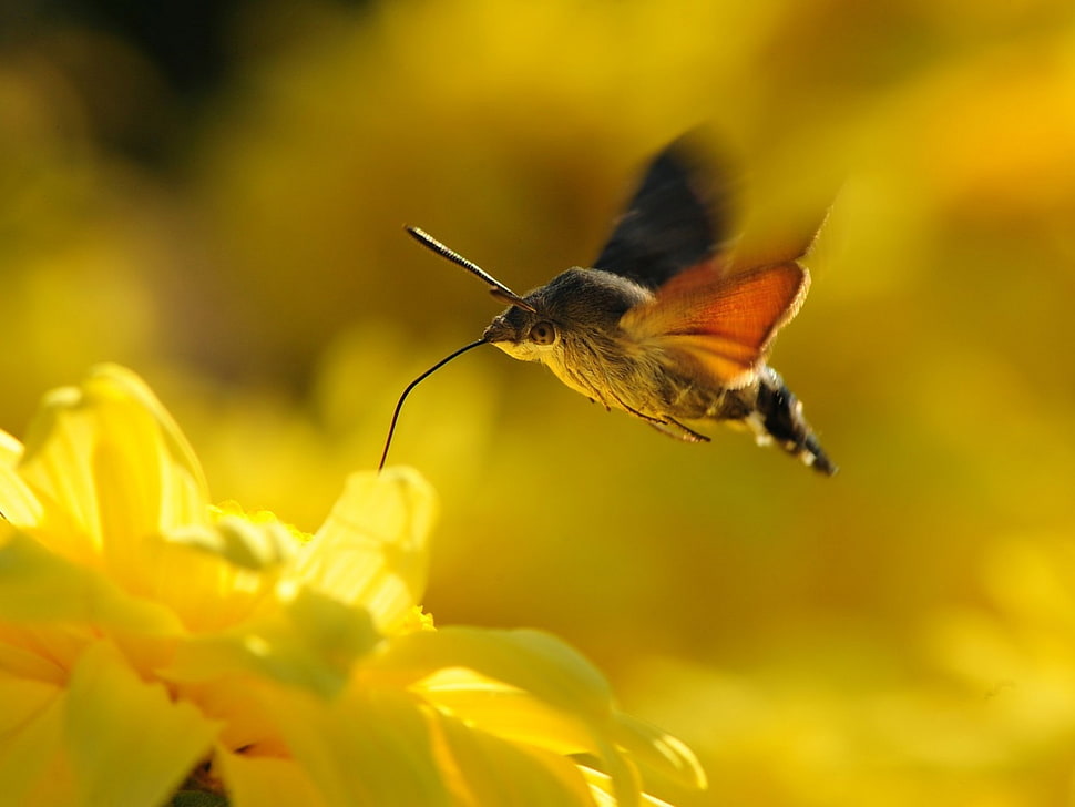 yellow and black fish with fish tank, animals, flowers, nature, moths HD wallpaper