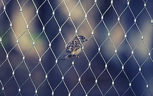 brown bird on fence, fence, sparrow, filter, birds HD wallpaper