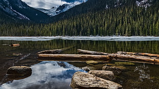 calm water with wood logs and green mountains
