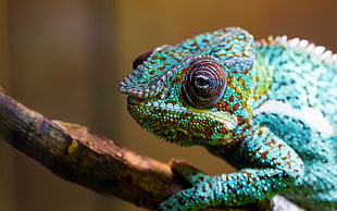 blue Chameleon, colorful, animals, chameleons