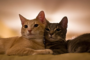 two orange and brown tabby cats