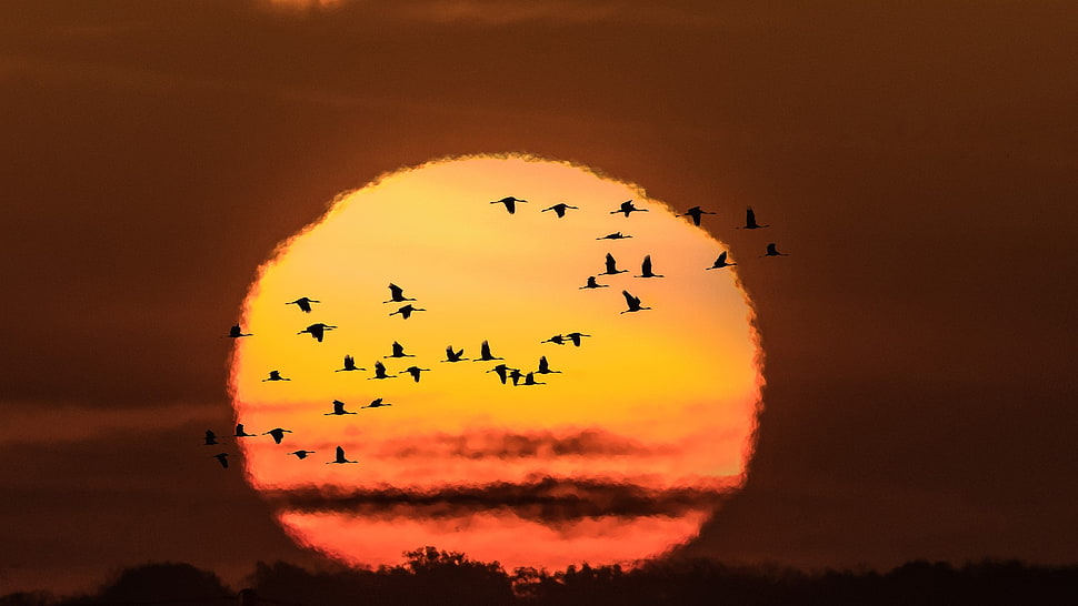 sunset scenery, Sun, animals HD wallpaper