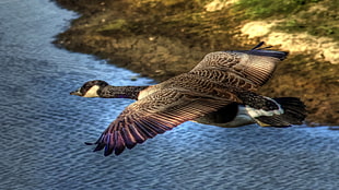 focus photography of Canada Goose HD wallpaper