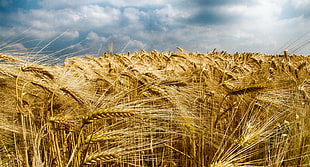 photo of wheat grass field HD wallpaper
