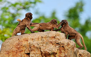 three brown monkeys on brown tree trunk