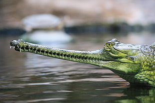 green crocodile on body of water