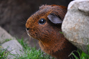 brown and black Guinea Pig near gray rock