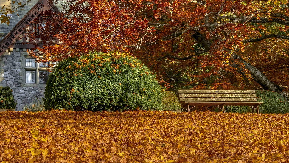 red and brown floral area rug, fall, leaves, bench HD wallpaper
