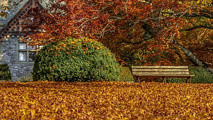 red and brown floral area rug, fall, leaves, bench