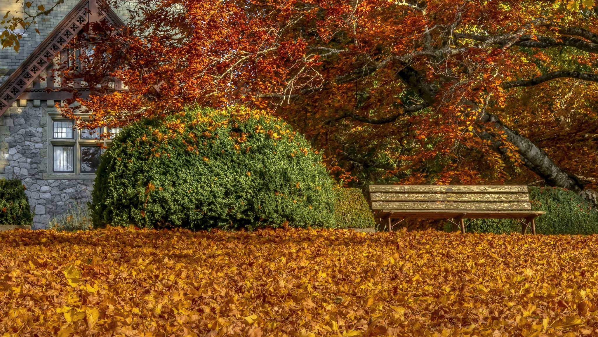 red and brown floral area rug, fall, leaves, bench