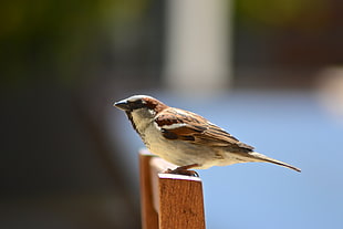 marcro photography of brown and white Home Bird standing on brown wooden chair
