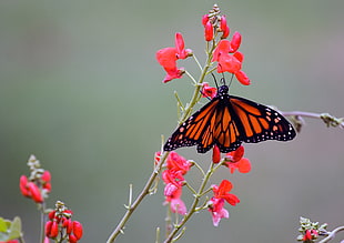 selective focus photography of orange and black butterfly on red petaled flower