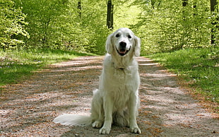 adult long-coated dog