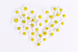 white Daisy flowers in heart-shape formation HD wallpaper