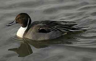 black and whit duck, northern pintail HD wallpaper