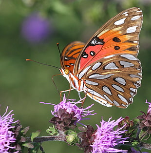 fritillary butterfly perched on purple petaled flower closeup photography HD wallpaper