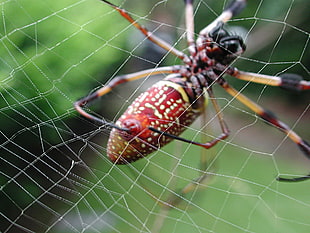 red and black golden silk-orb weaver spider in close-up photography HD wallpaper