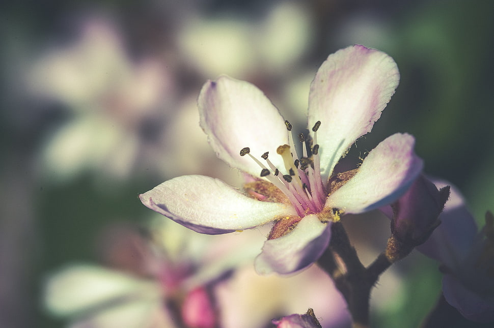 white cherry blossom flower HD wallpaper