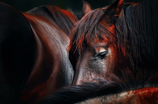 black and brown horse illustration, horse, wildlife, closeup, animals HD wallpaper