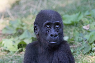 black monkey