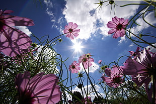 pink cosmos flowers low-angle photography under blue cloudy sky HD wallpaper