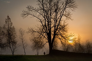 silhouette photography of tree during sunset HD wallpaper