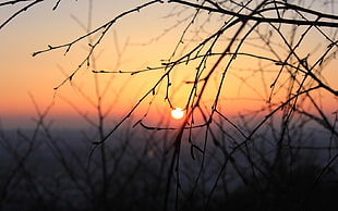 nature, sunset, twigs, sunlight HD wallpaper