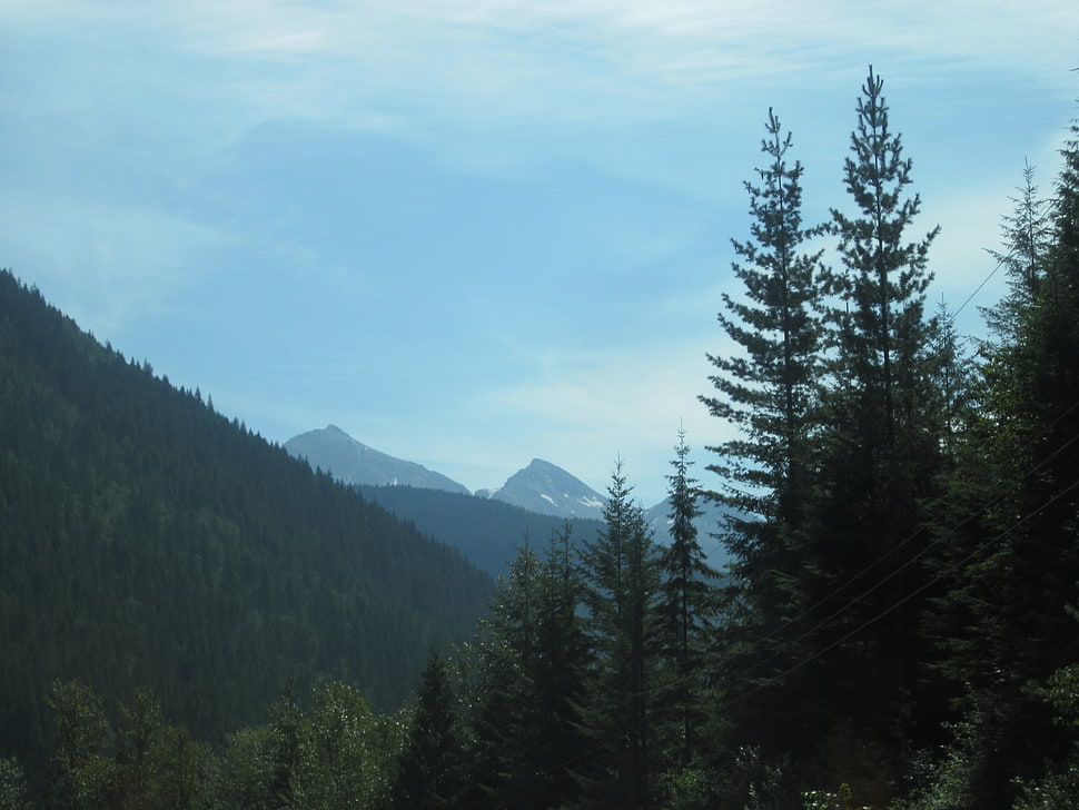 pine tree forest during daytime HD wallpaper