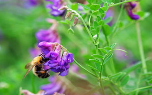 honeybee perched on purple petal flowers HD wallpaper