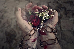 red rose, flowers, hands