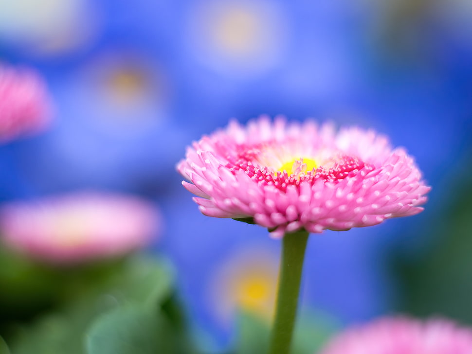 selective focus photography of pink petal flower HD wallpaper