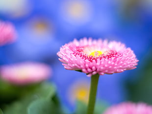 selective focus photography of pink petal flower