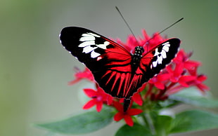 white, black, and red Butterfly on red petaled flower screenshot