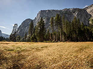 grass field and trees near mountain during daytime, yosemite valley HD wallpaper